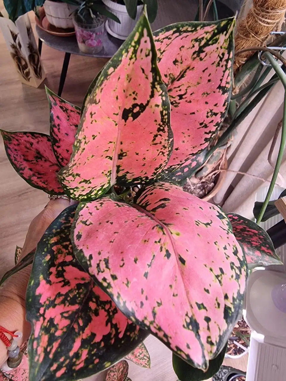 Аглоонема Red Valentine - Комнатные растения (Хобби и отдых) в Красноярск