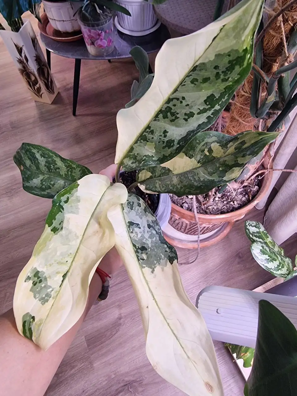 Аглоонема Commutatum - Комнатные растения (Хобби и отдых) в Красноярск