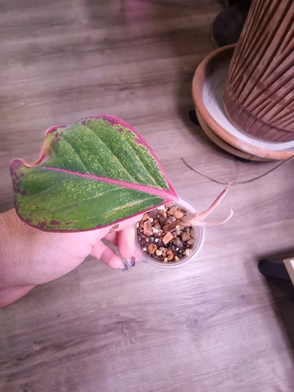 Аглоонема комнатное растение с двумя точками роста - Комнатные растения (Хобби и отдых) в Красноярск