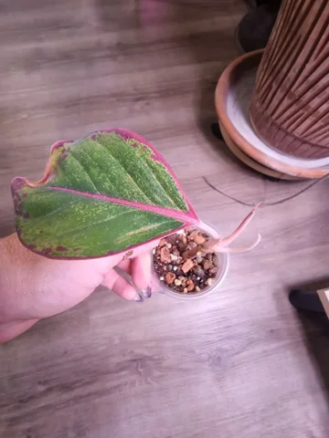 Аглоонема комнатное растение с двумя точками роста - Канцтовары в Красноярск