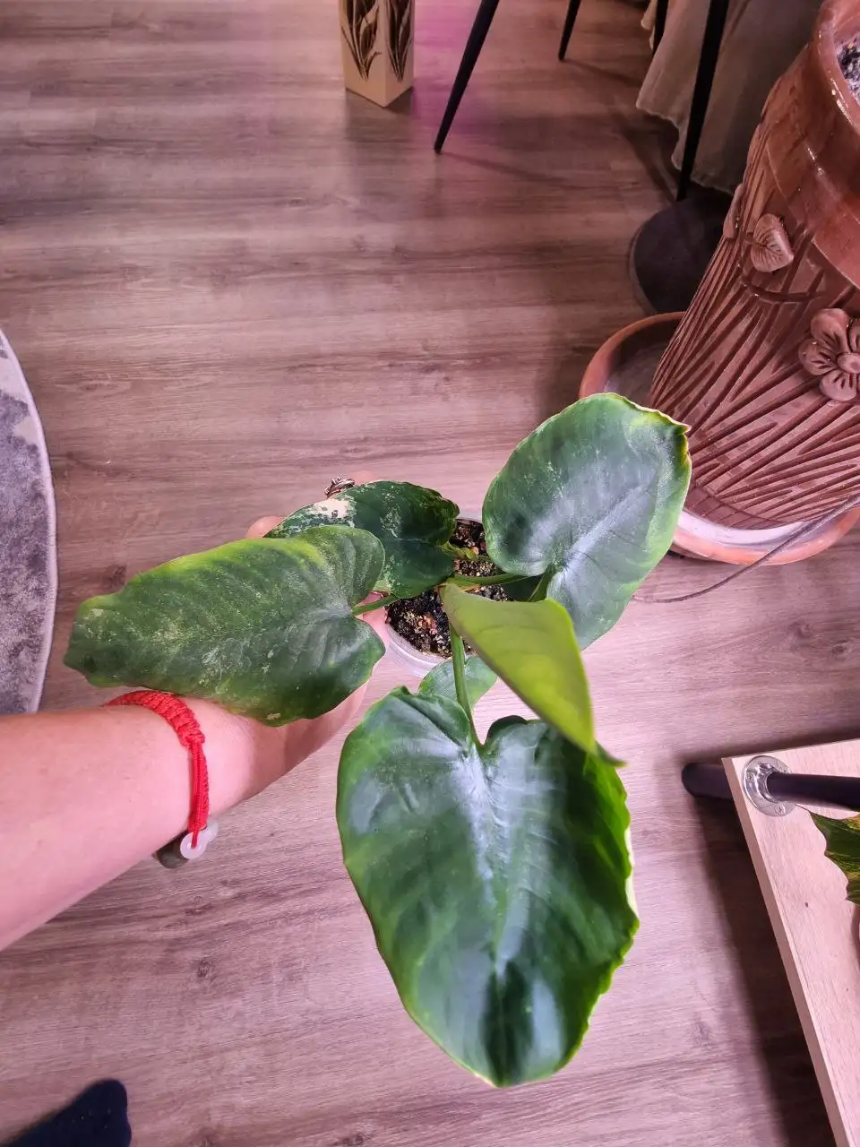 Продажа комнатного растения Шизматоглотис варигатный с 3 детками - Комнатные растения (Хобби и отдых) в Красноярск