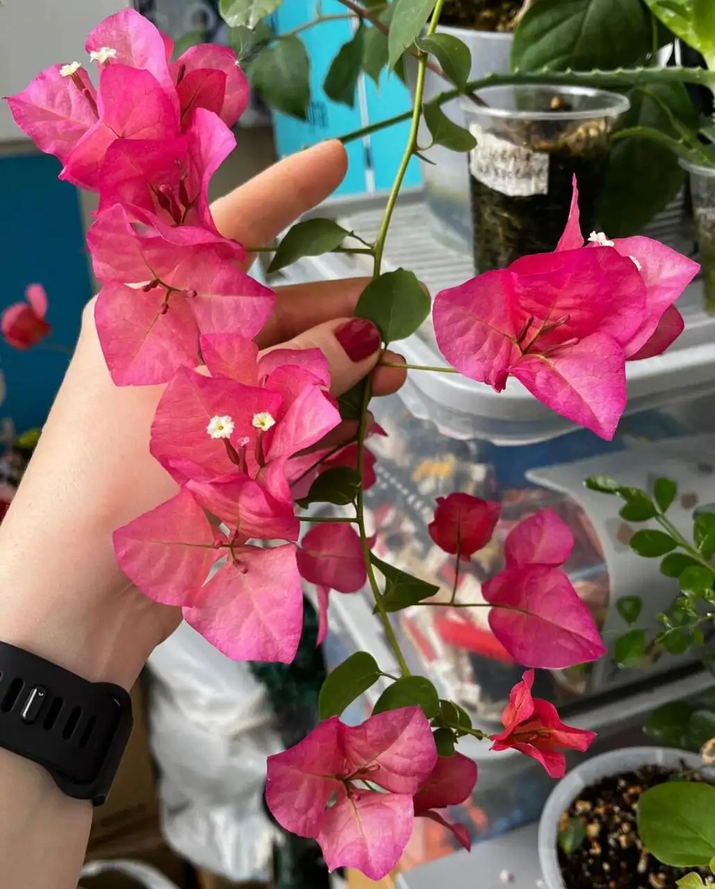 Продажа бугенвиллей различных сортов - Комнатные растения (Хобби и отдых) в Сосновоборск