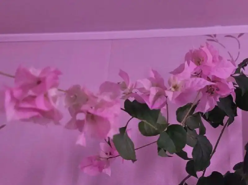 Продажа бугенвиллей различных сортов - Комнатные растения (Хобби и отдых) в Сосновоборск