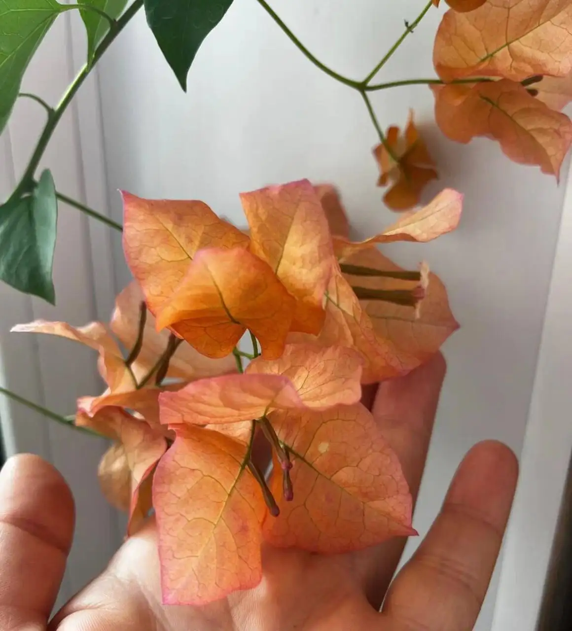 Продажа бугенвиллей различных сортов - Комнатные растения (Хобби и отдых) в Сосновоборск