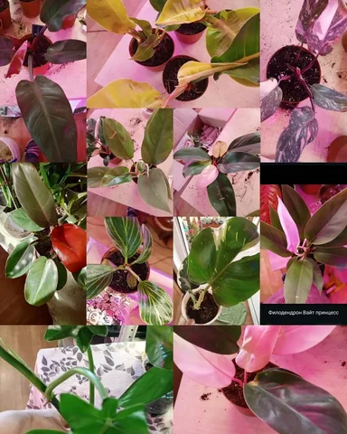 Продажа взрослых филодендронов в активном росте - Канцтовары в Красноярск