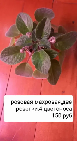 Фиалочки детки разных расцветок - Канцтовары в Красноярск