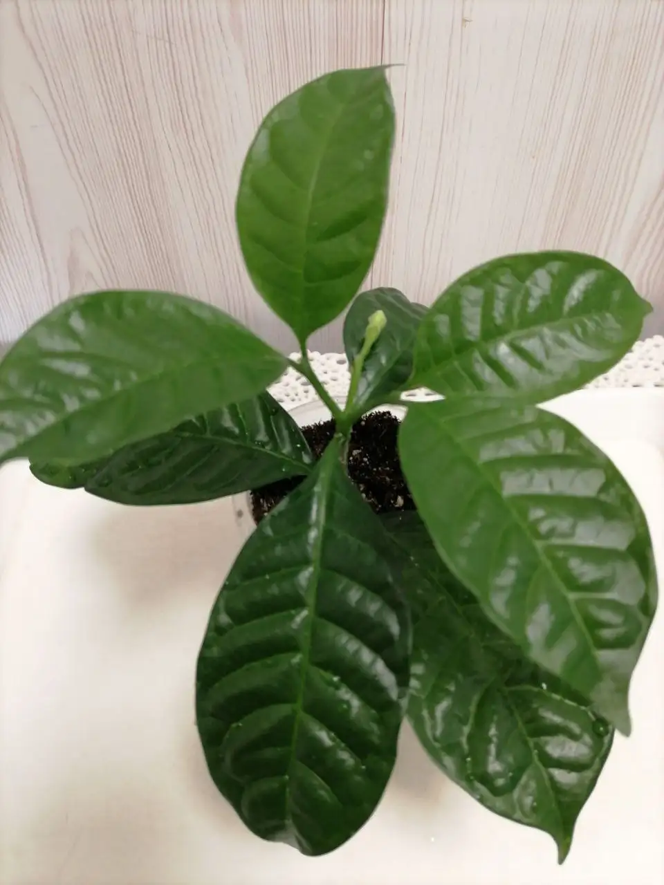 Продажа укорененного черенка табернемонтаны с бутончиком - Комнатные растения (Хобби и отдых) в Красноярск