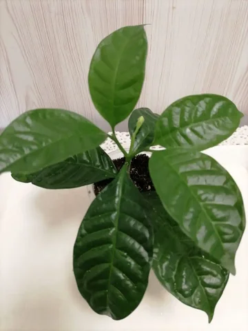 Продажа укорененного черенка табернемонтаны с бутончиком - Канцтовары в Красноярск