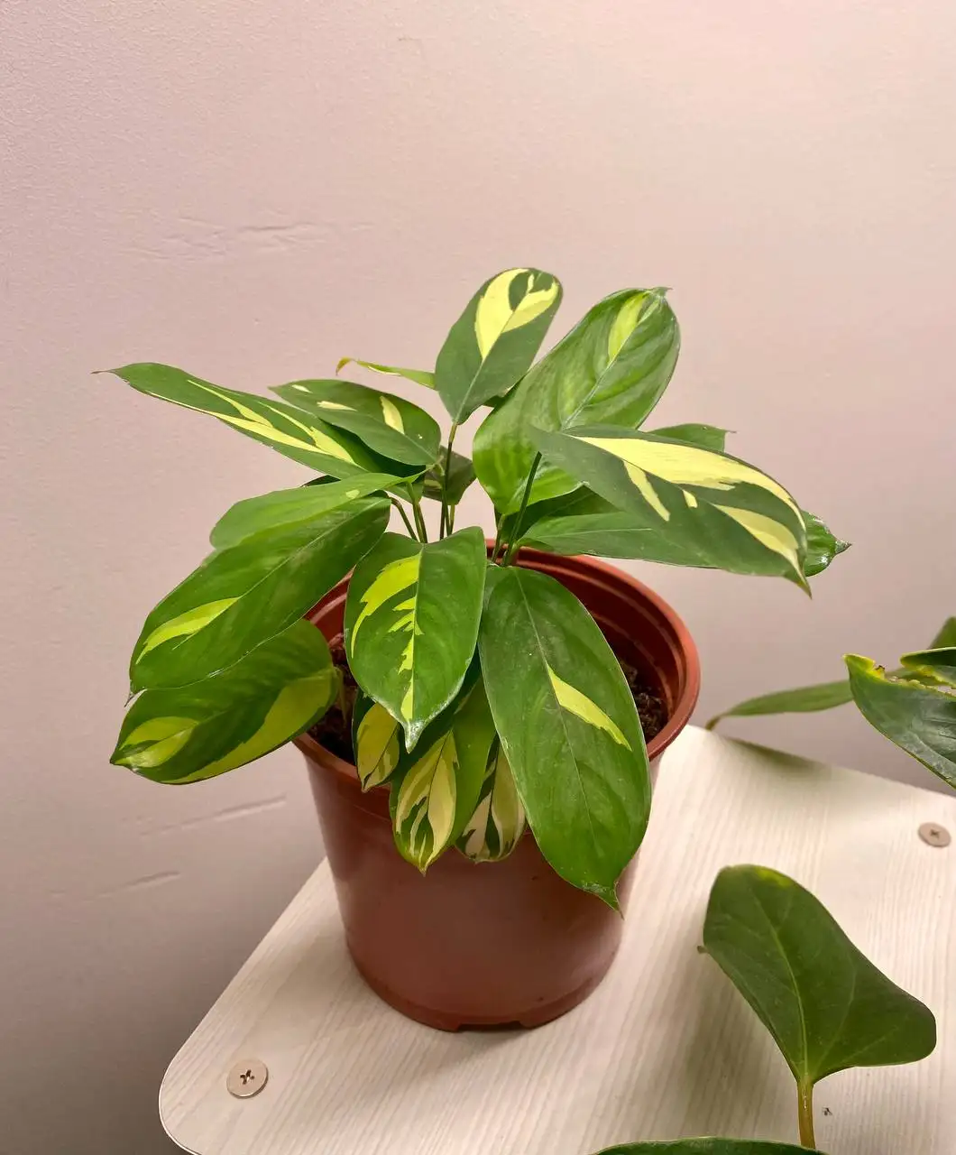 Продажа комнатных растений Ктенанта Луберса и Калатея Электрик шок - Комнатные растения (Хобби и отдых) в Красноярск