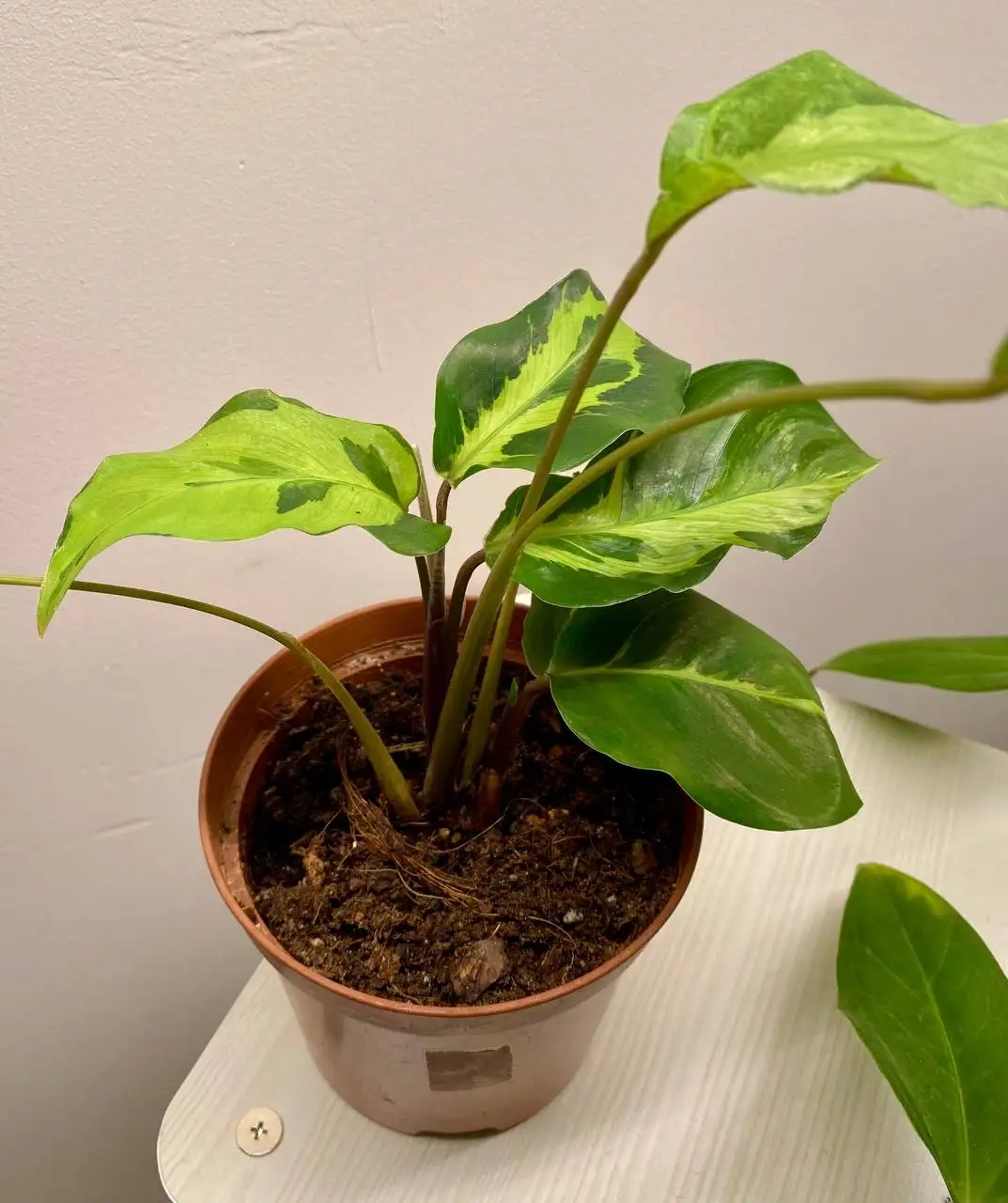 Продажа комнатных растений Ктенанта Луберса и Калатея Электрик шок - Комнатные растения (Хобби и отдых) в Красноярск