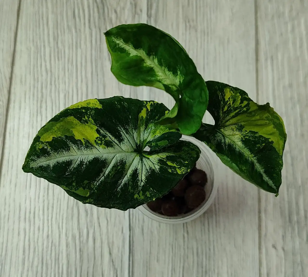 Сингониум яичница на полугидро в керамзите - Комнатные растения (Хобби и отдых) в Красноярск