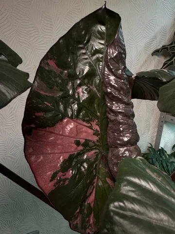 Продажа комнатных растений в Красноярске - Канцтовары в Красноярск