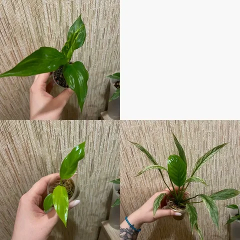 Три спатифиллума для помощи медвежонку - Канцтовары в Красноярск