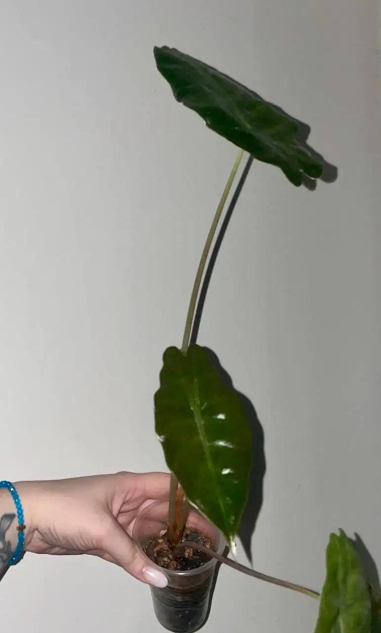 Продажа Алоказии чантриери - Комнатные растения (Хобби и отдых) в Красноярск