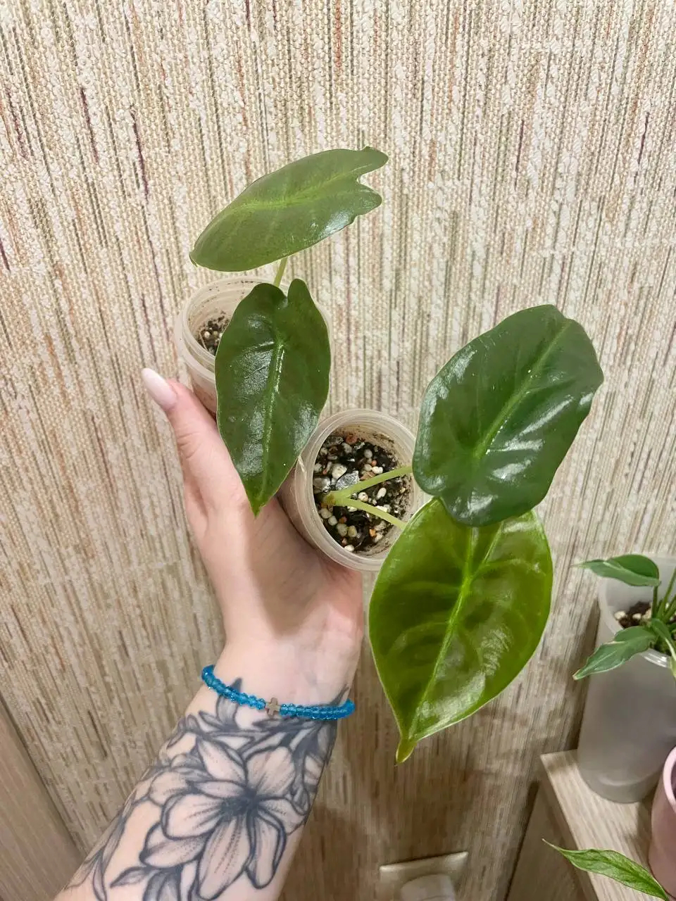 Алоказия Голден Бон - Комнатные растения (Хобби и отдых) в Красноярск