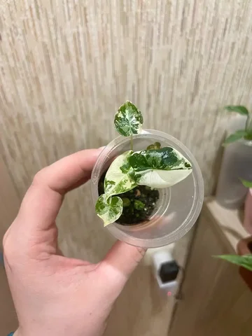 Продажа алоказии фрайдек - Канцтовары в Красноярск