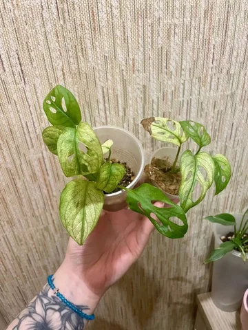 Продажа черенков монстеры архипелаго - Канцтовары в Красноярск