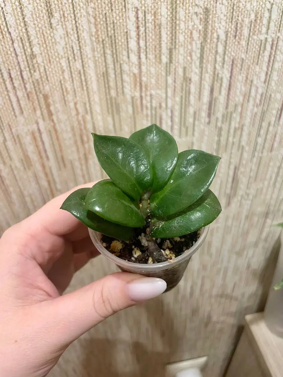 Укорененный рахис замиокулькаса зензи с картошечкой от листа - Комнатные растения (Хобби и отдых) в Красноярск