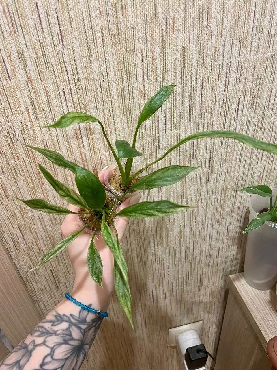 Спатифиллумы разных видов - Комнатные растения (Барахолка) в Красноярск