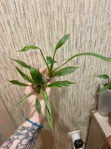 Спатифиллумы разных видов - частное объявление в Красноярск