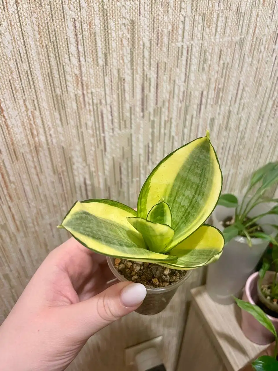 Продажа детки Сансевиерии Ханни Голд - Комнатные растения (Хобби и отдых) в Красноярск