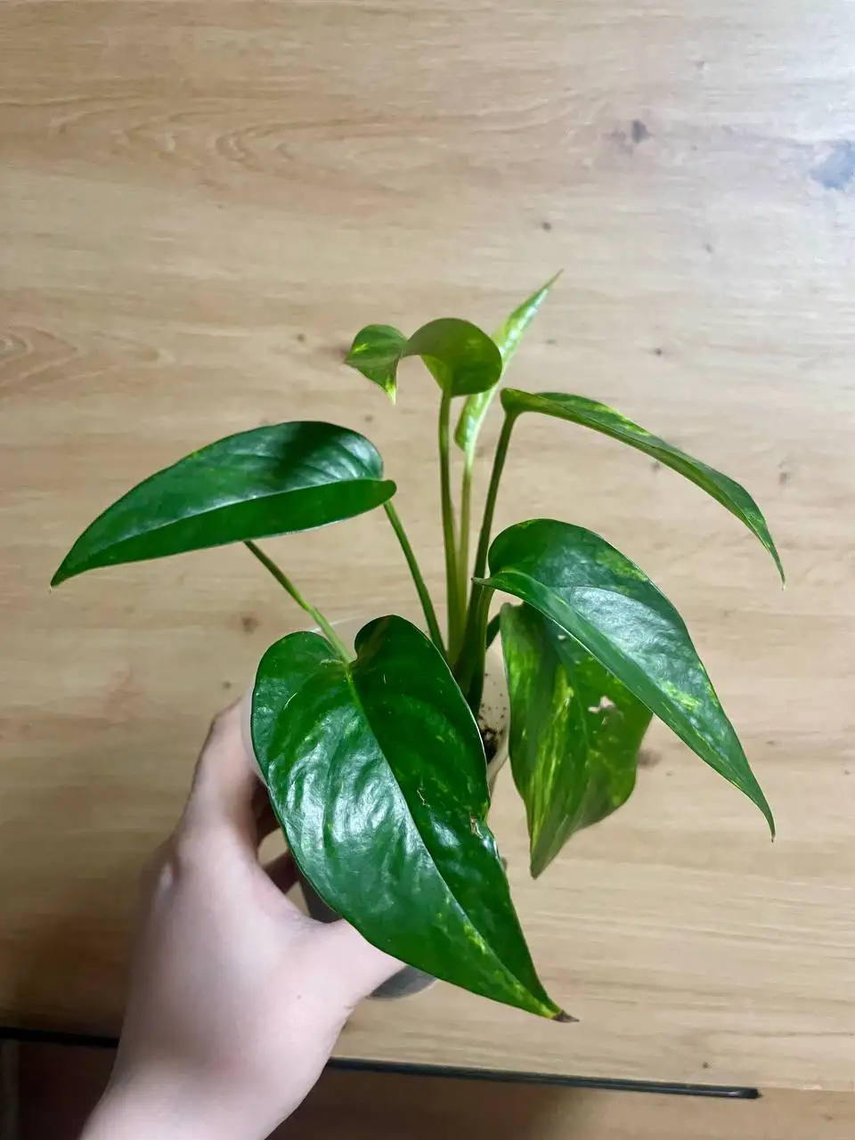 Эпипремнум с двумя точками роста - Комнатные растения (Хобби и отдых) в Красноярск