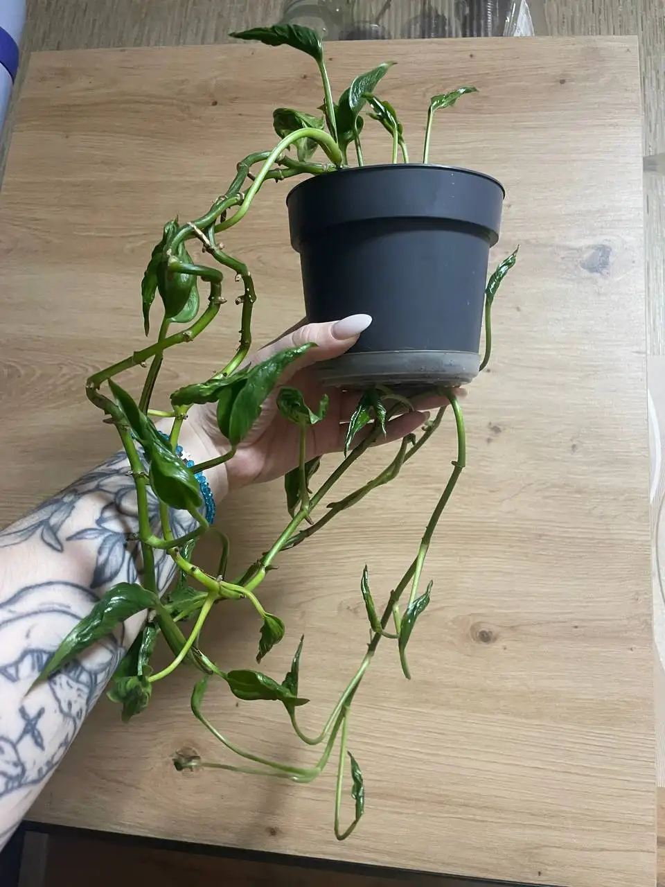 Продажа сциндапсуса эпипремнума - Комнатные растения (Хобби и отдых) в Красноярск