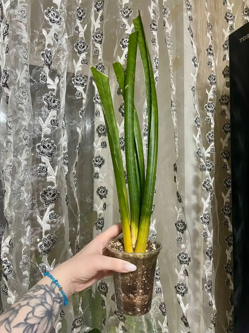 Растение с поврежденными макушками - Растения (Барахолка) в Красноярск