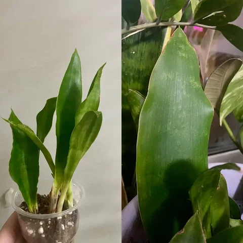 Продажа комнатных растений сансевиерии в Красноярске - Канцтовары в Красноярск