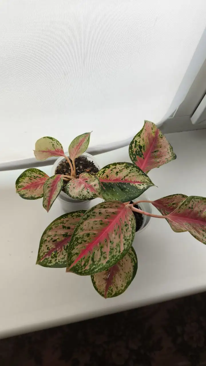 Комнатные растения 10 карат - Комнатные растения (Хобби и отдых) в Красноярск