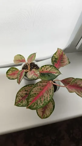 Комнатные растения 10 карат - Хобби и отдых в Красноярск