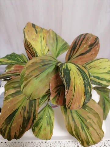 Хвастик - комнатное растение - Хобби и отдых в Красноярск