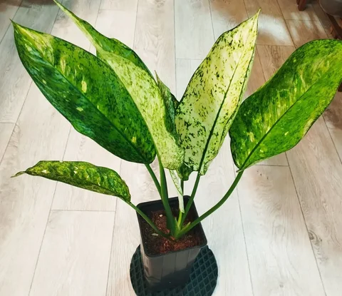 Комнатное растение Хвастик - Хобби и отдых в Красноярск