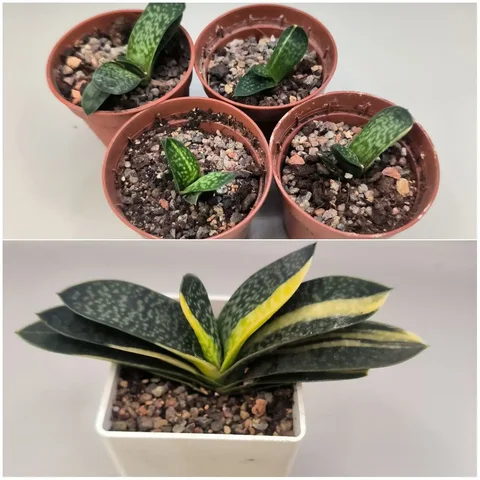 Миниатюрные вариегатные гастерии - Выставка животных в Красноярск