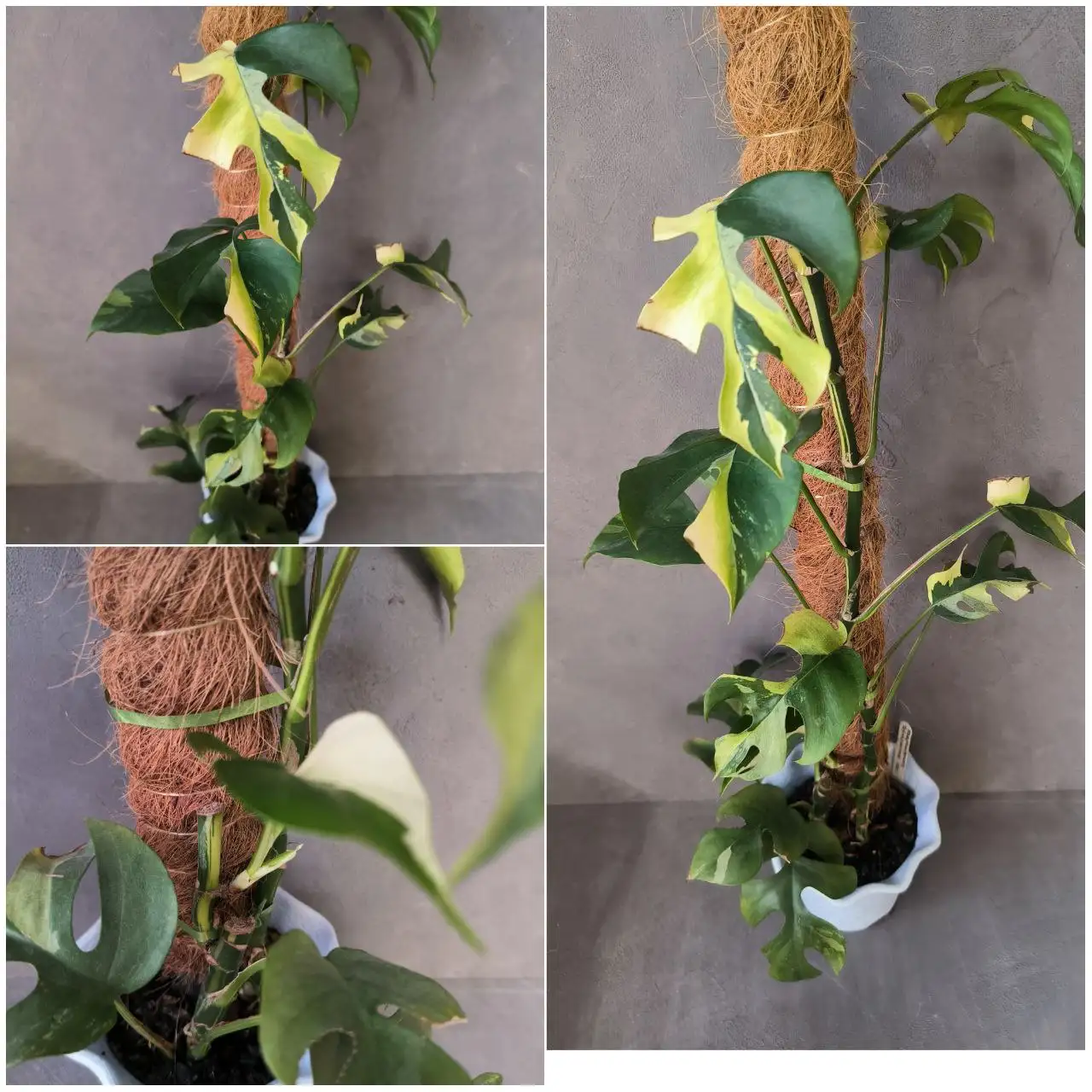 Рафидофора Тетрасперма вариегатная взрослая - Комнатные растения (Хобби и отдых) в Красноярск