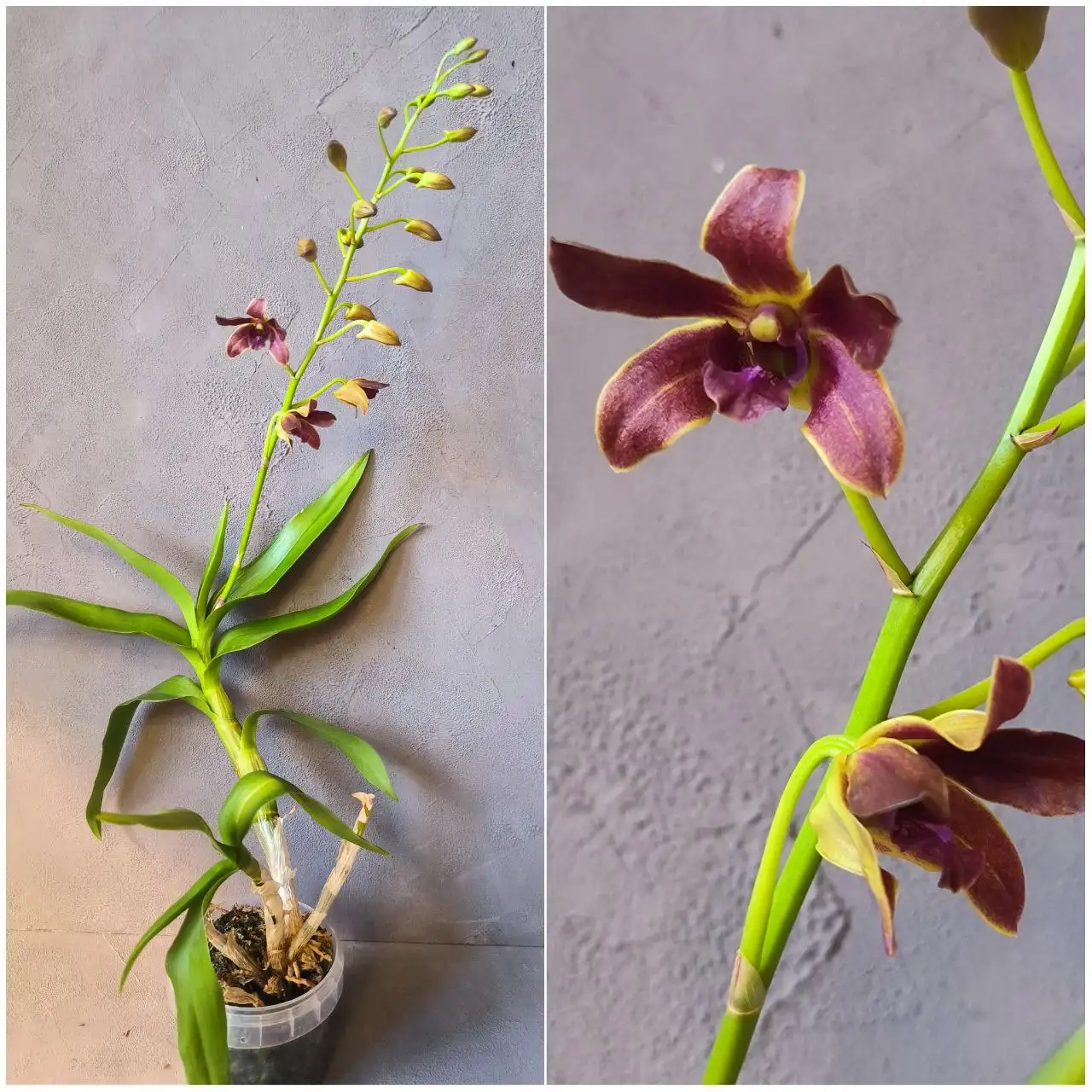 Дендробиум (начало цветения) - Комнатные растения (Хобби и отдых) в Красноярск