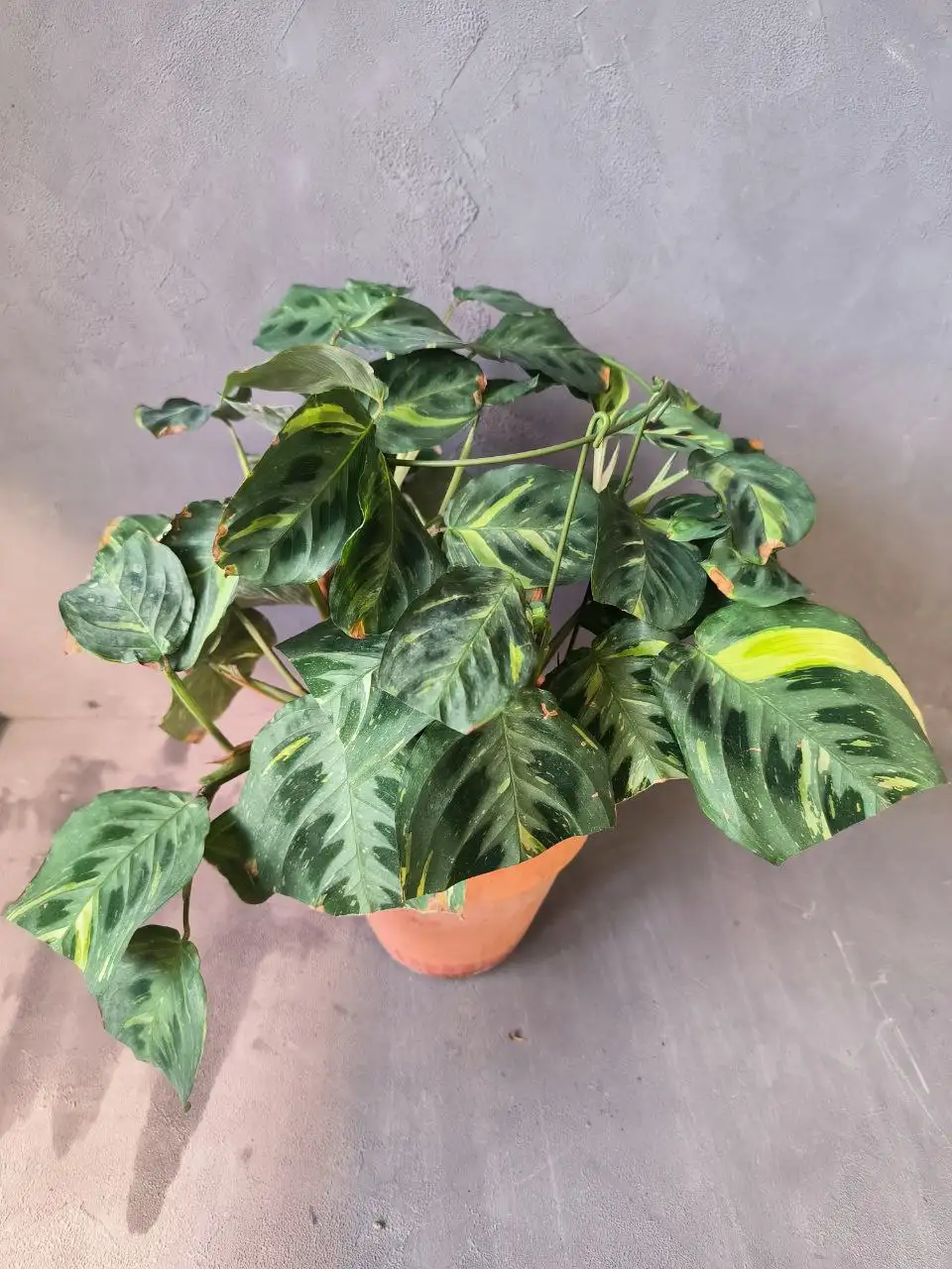 Маранта Бьюти Ким - Комнатные растения (Хобби и отдых) в Красноярск