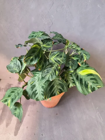 Маранта Бьюти Ким - Хобби и отдых в Красноярск