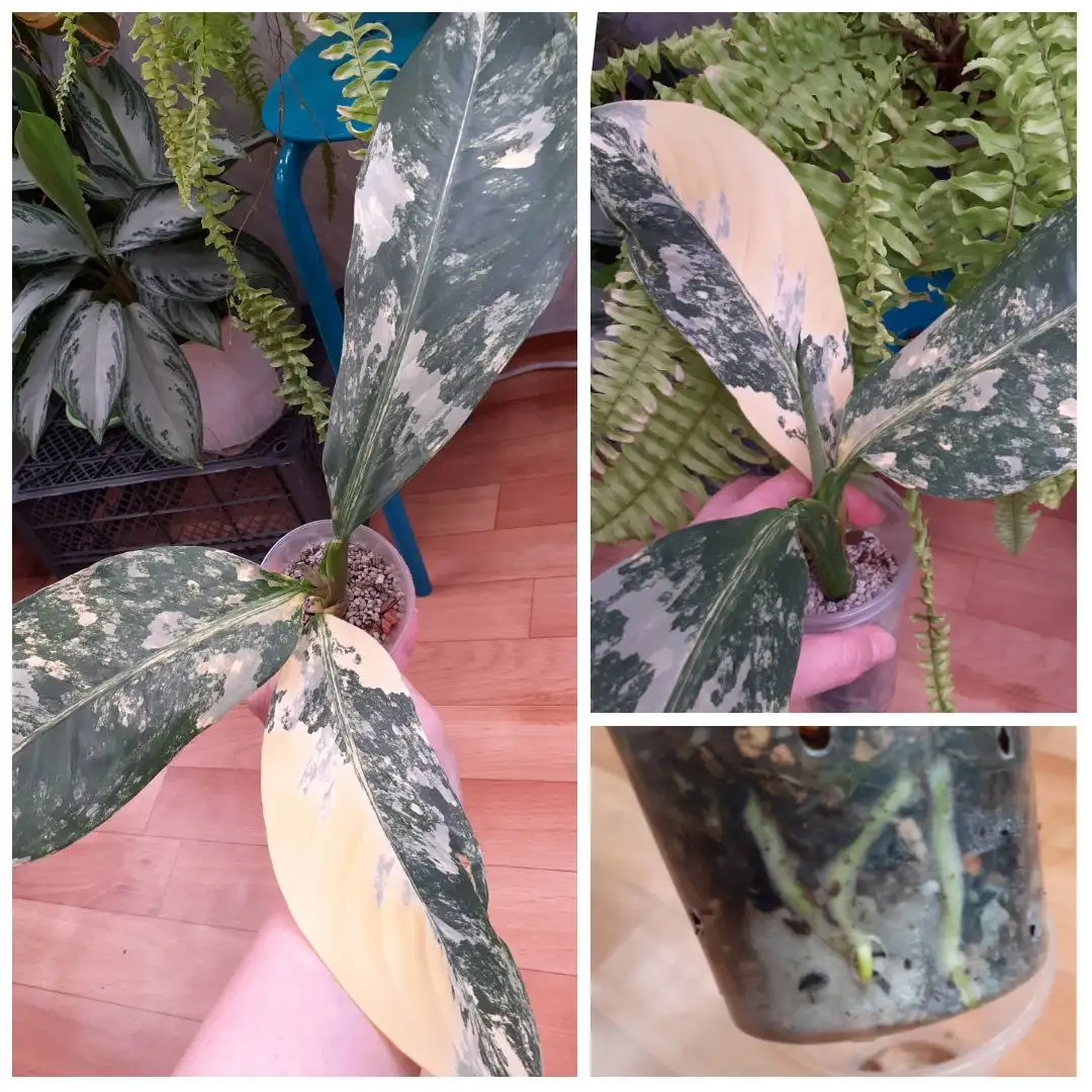 Диффенбахия Еллоу Вильсона - Комнатные растения (Хобби и отдых) в Красноярск