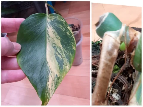 Черенок монстеры Еллоу с точкой роста - Хобби и отдых в Красноярск