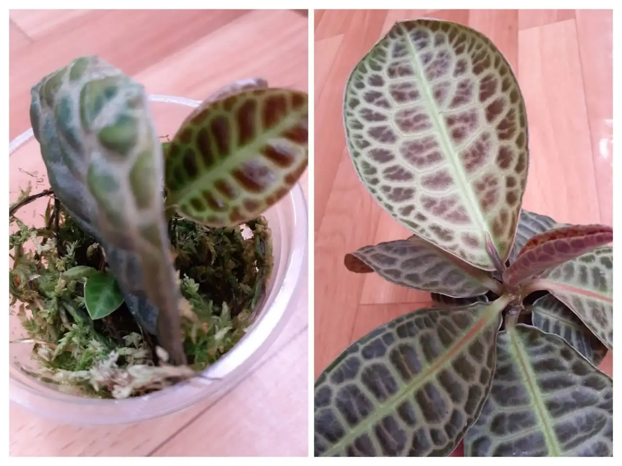 Лабизия Turtle Back (Черепаха) - два растения в стаканчике - Комнатные растения в Красноярск