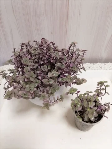 Коллизия Розовая пантера - Хобби и отдых в Красноярск