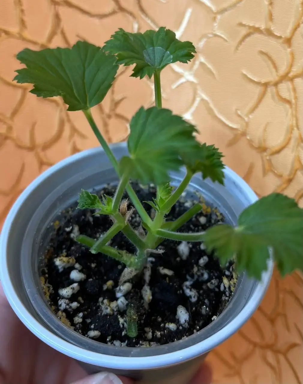 Пеларгония королевская Regalia Chocolate укорененный черенок - Комнатные растения (Хобби и отдых) в Красноярск