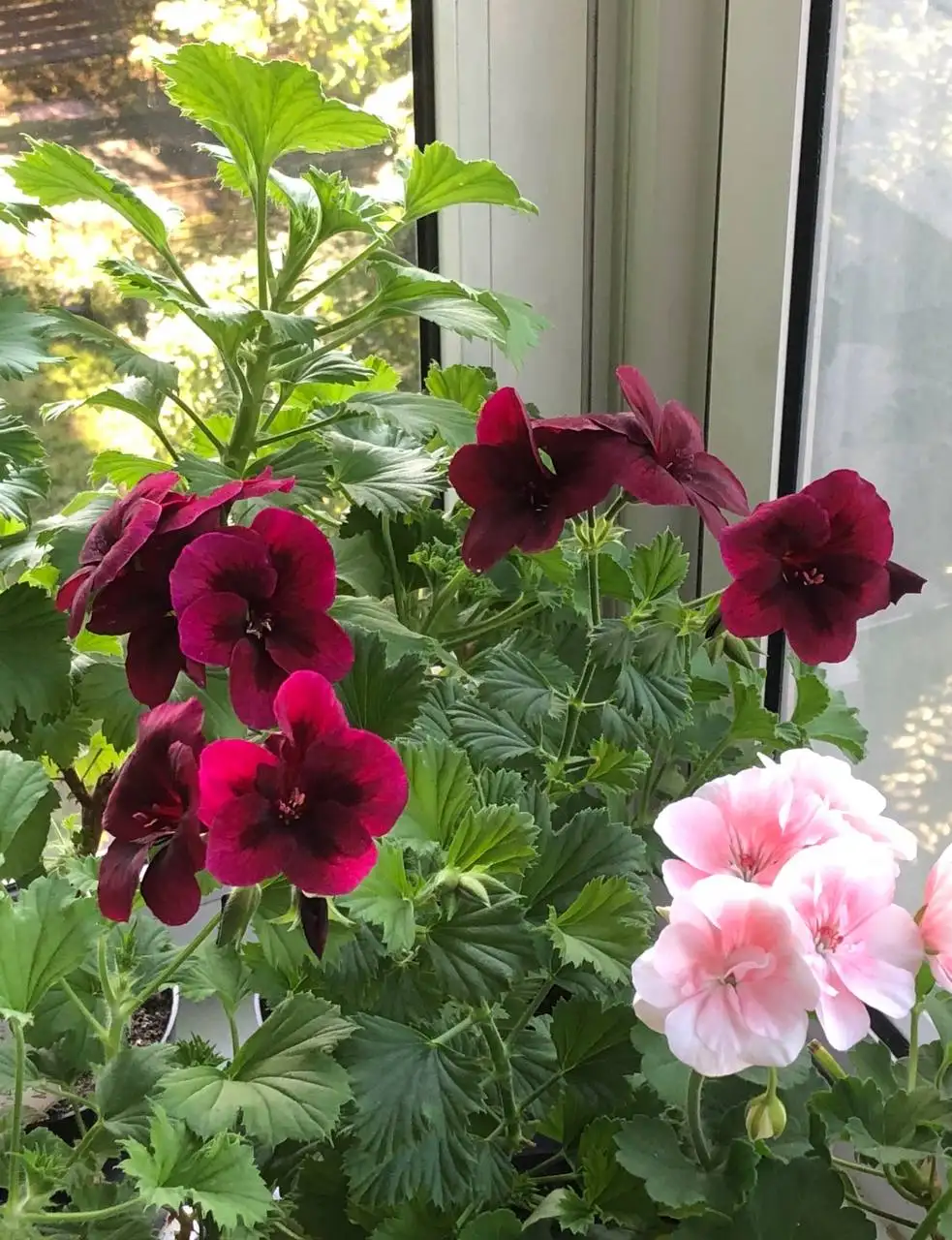 Пеларгония королевская Regalia Chocolate укорененный черенок - Комнатные растения (Хобби и отдых) в Красноярск