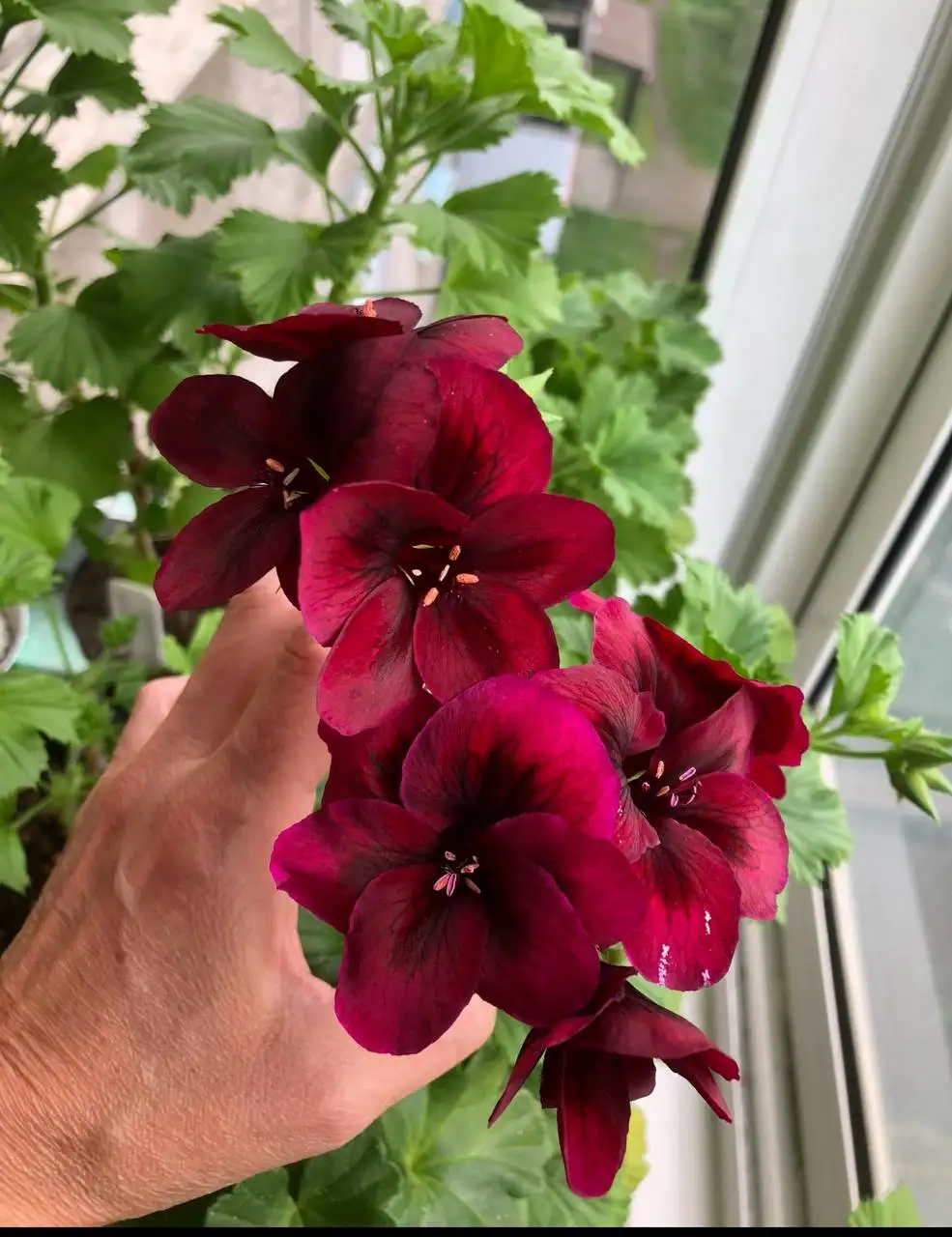 Пеларгония королевская Regalia Chocolate укорененный черенок - Комнатные растения (Хобби и отдых) в Красноярск
