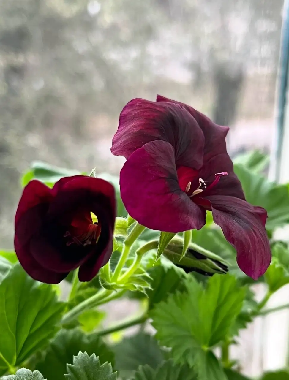 Пеларгония королевская Regalia Chocolate укорененный черенок - Комнатные растения (Хобби и отдых) в Красноярск