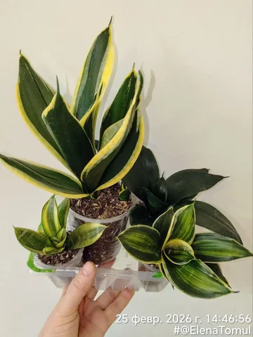 Набор сансевиерий Ханни: Крео, Жадэ, Голд, Стриата Пагода вариегатная - Рыбалка в Сосновоборск