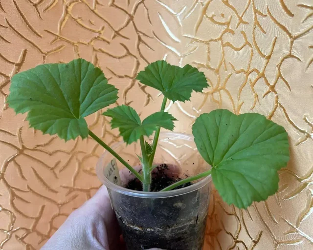 Пеларгония королевская Elegance Alexia черенок - Хобби и отдых в Красноярск