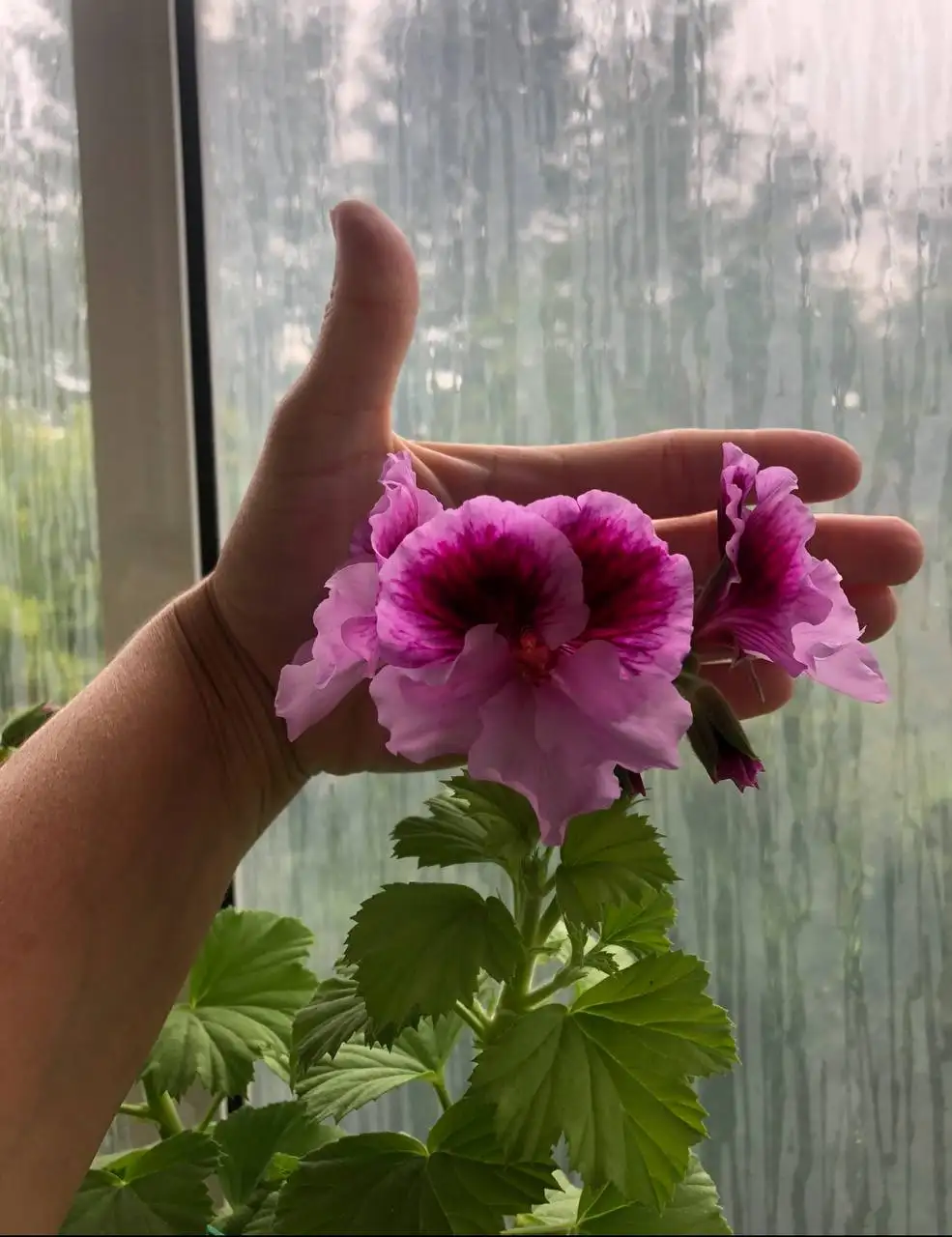 Пеларгония королевская Elegance Alexia черенок - Комнатные растения (Хобби и отдых) в Красноярск