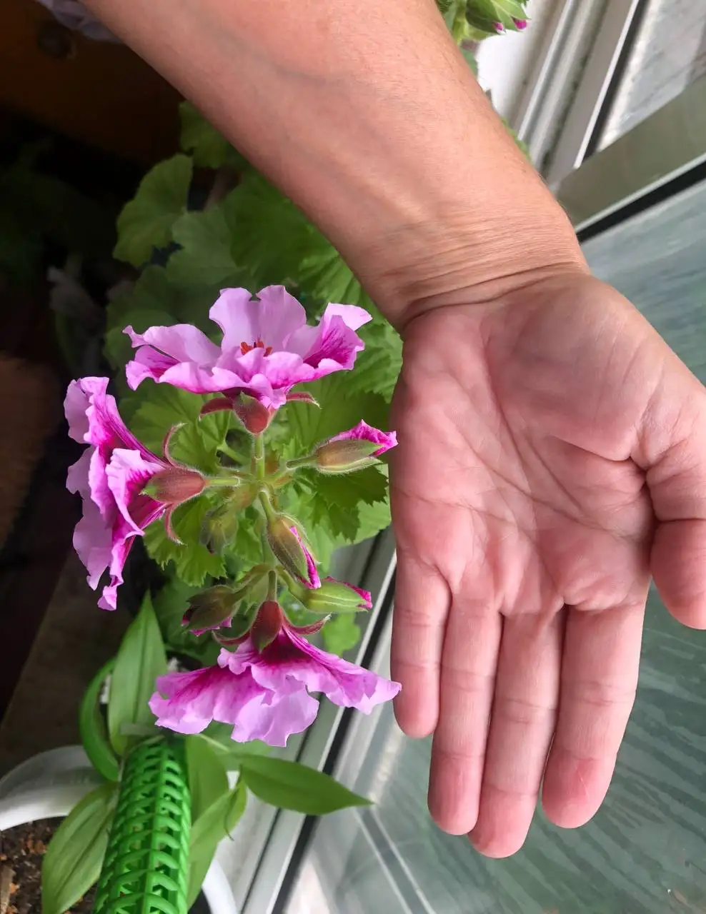 Пеларгония королевская Elegance Alexia черенок - Комнатные растения (Хобби и отдых) в Красноярск